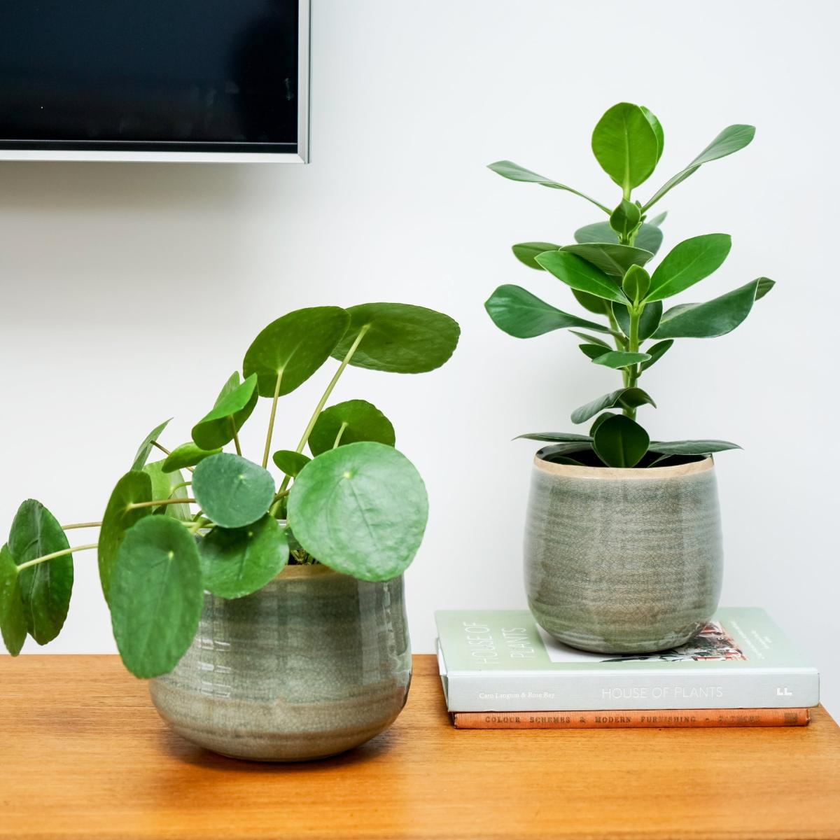 Como Plant Pot SpearMint – image 6