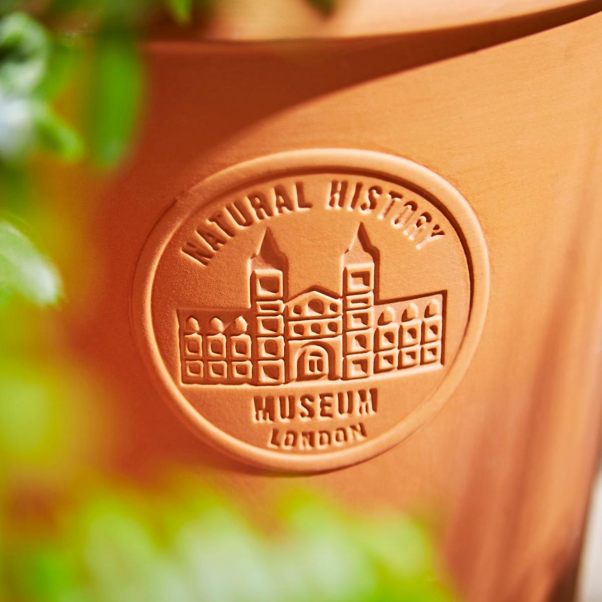 Terracotta Medium Pot Terracotta – image 3