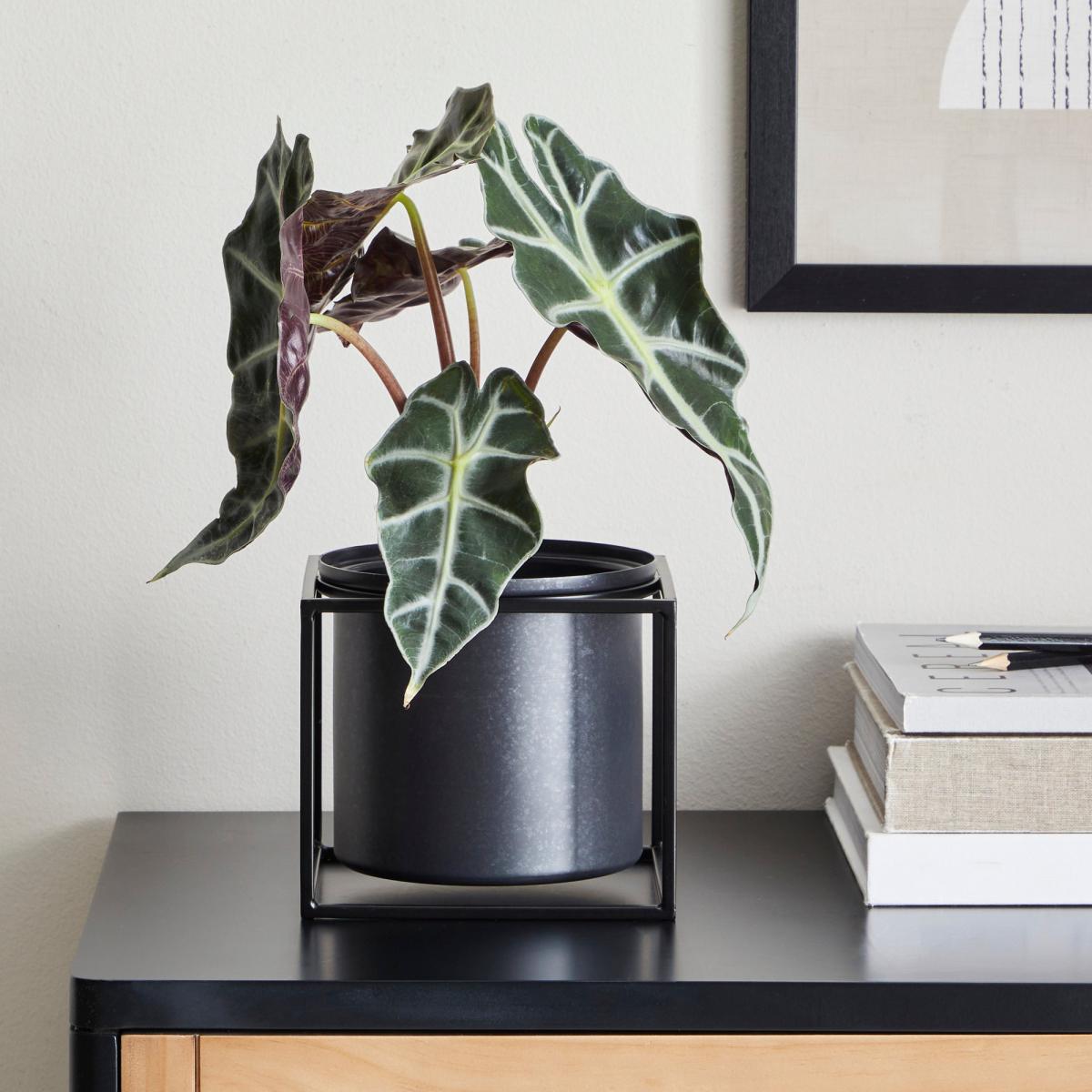 London Black Framed Planter Black – image 1