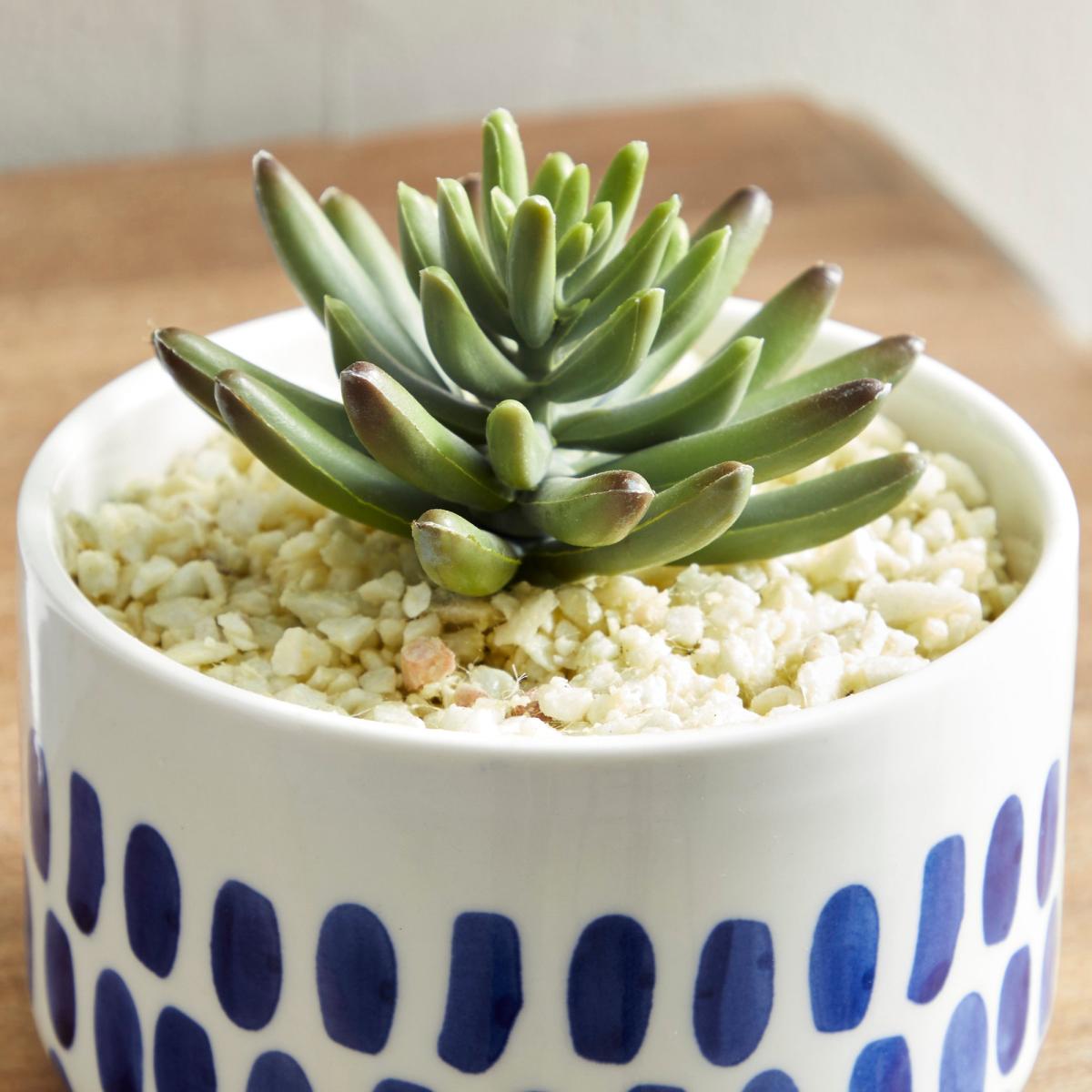 Coastal Dottie Mini Succulent Grey – image 2