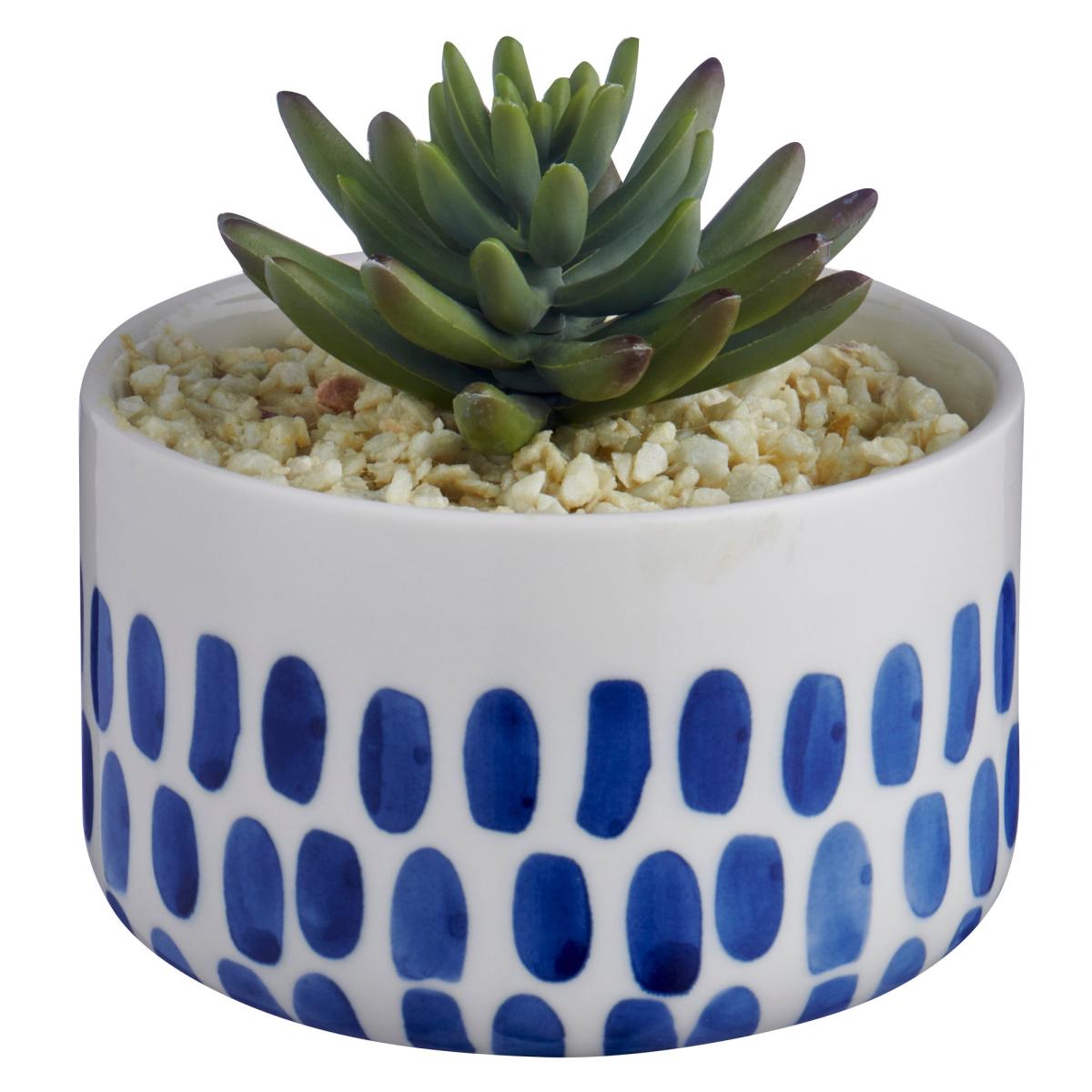 Coastal Dottie Mini Succulent Grey – image 3