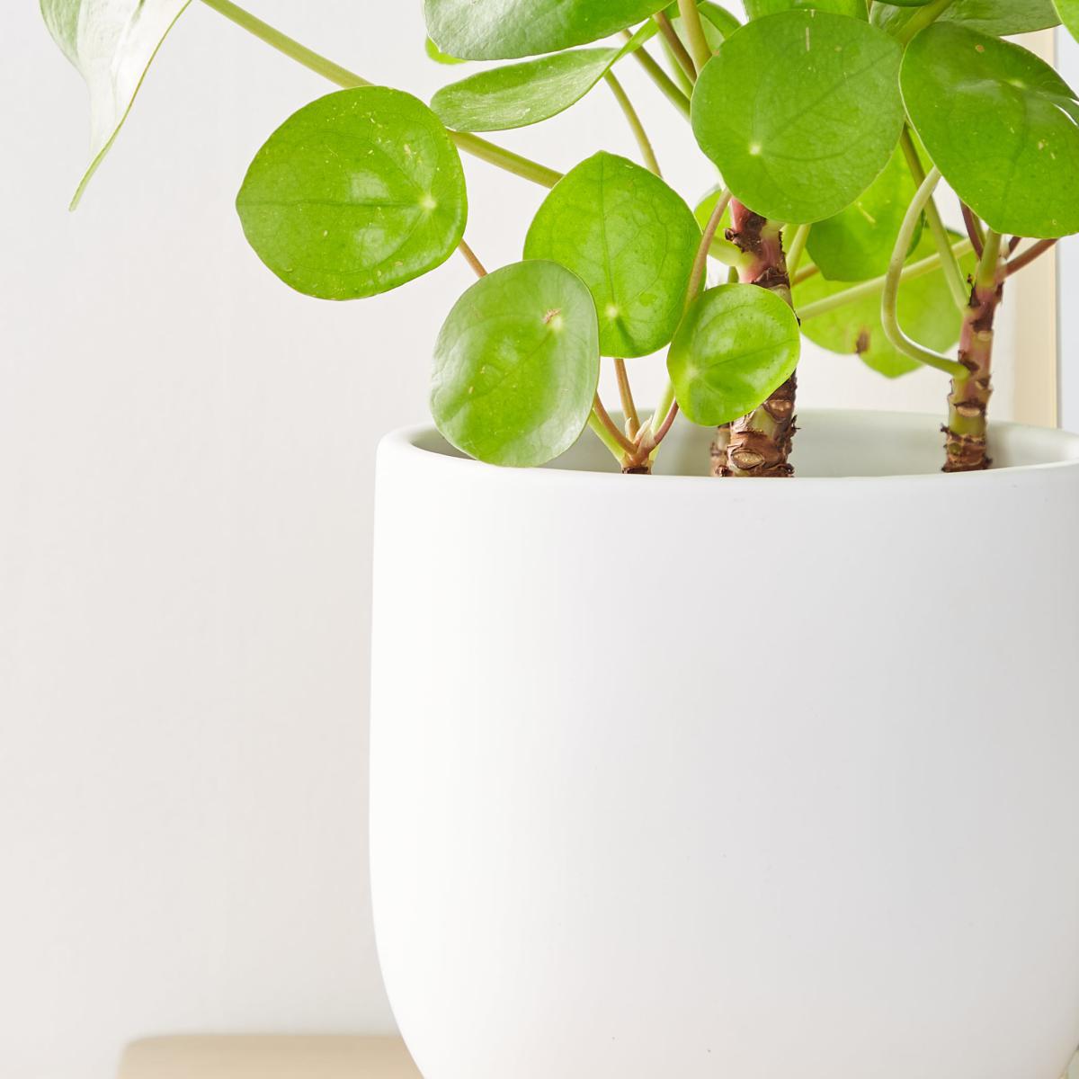 Ceramic Footed Plant Pot White White – image 2