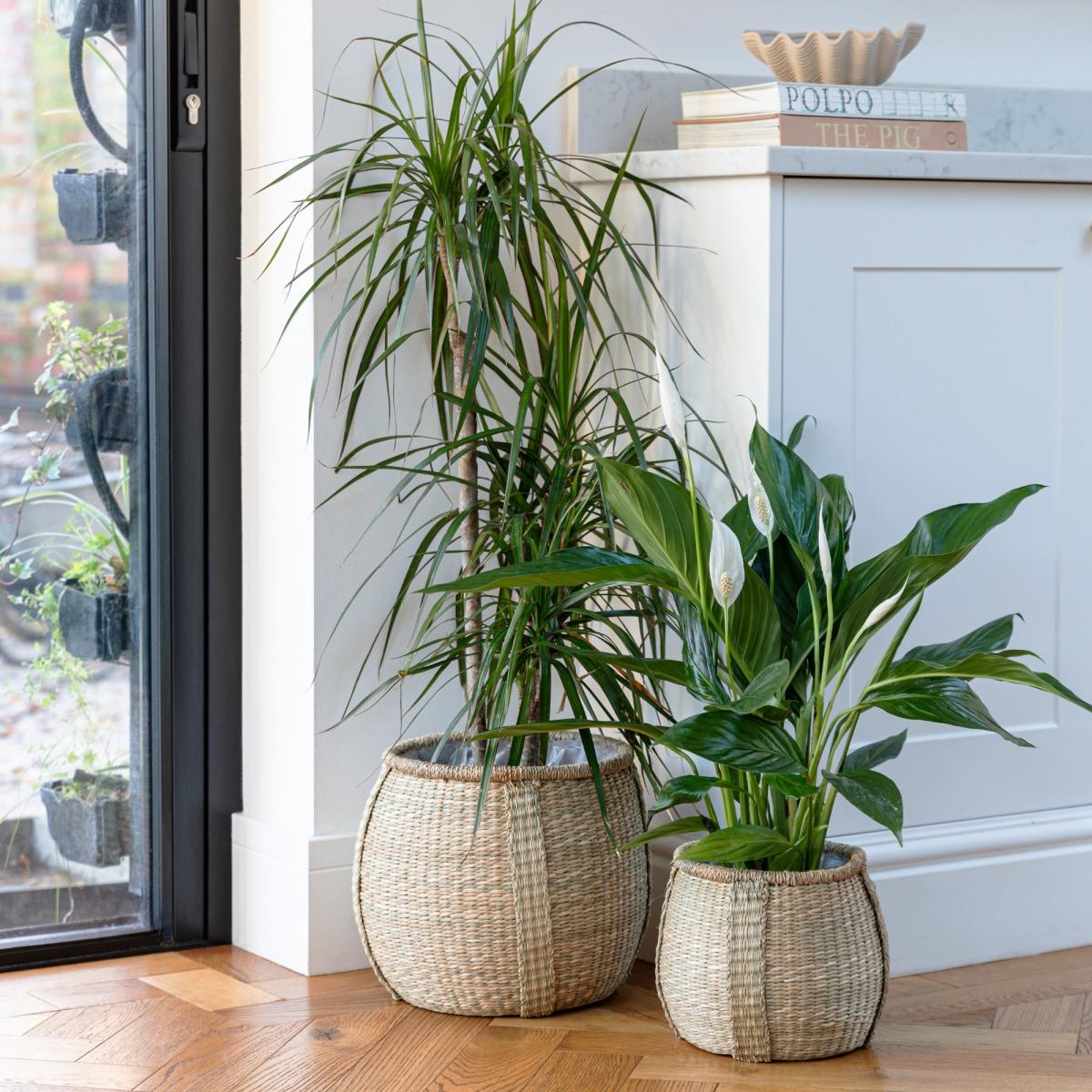 Set of 2 Pando Seagrass Plant Pots – image 2