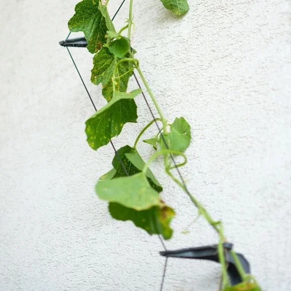 Gusta Garden Curt Cucumber Planter with Water Tank – image 5