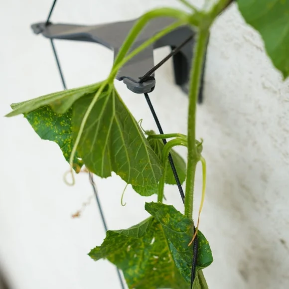 Gusta Garden Curt Cucumber Planter with Water Tank – image 6