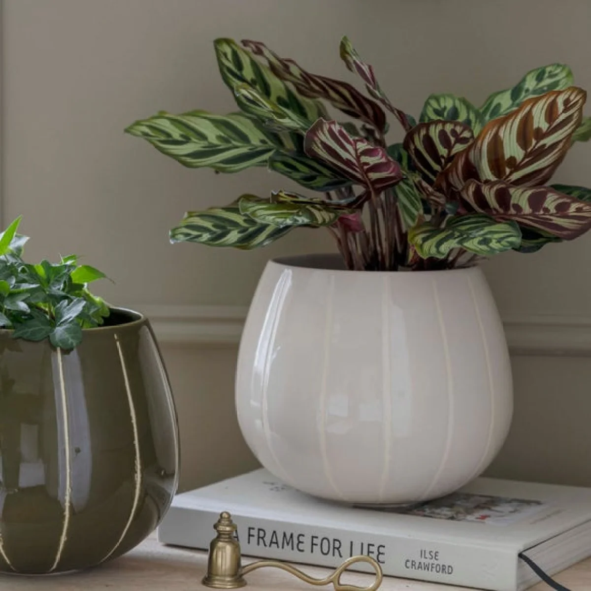 Nova Wax Relief Planter Cream – image 2