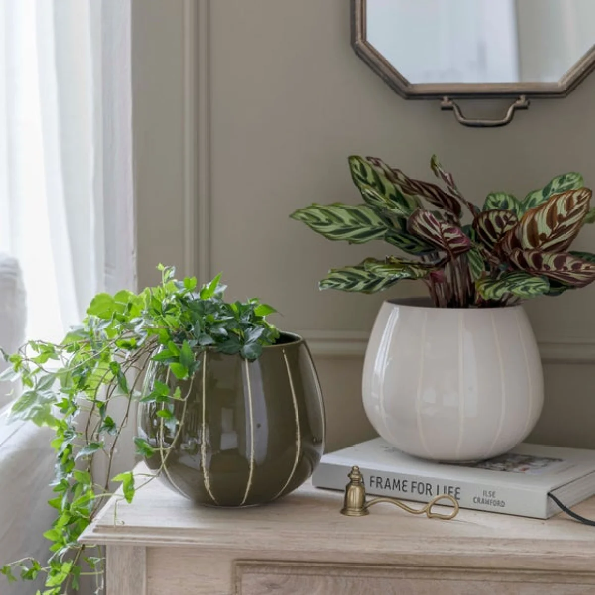 Nova Wax Relief Planter Cream – image 5