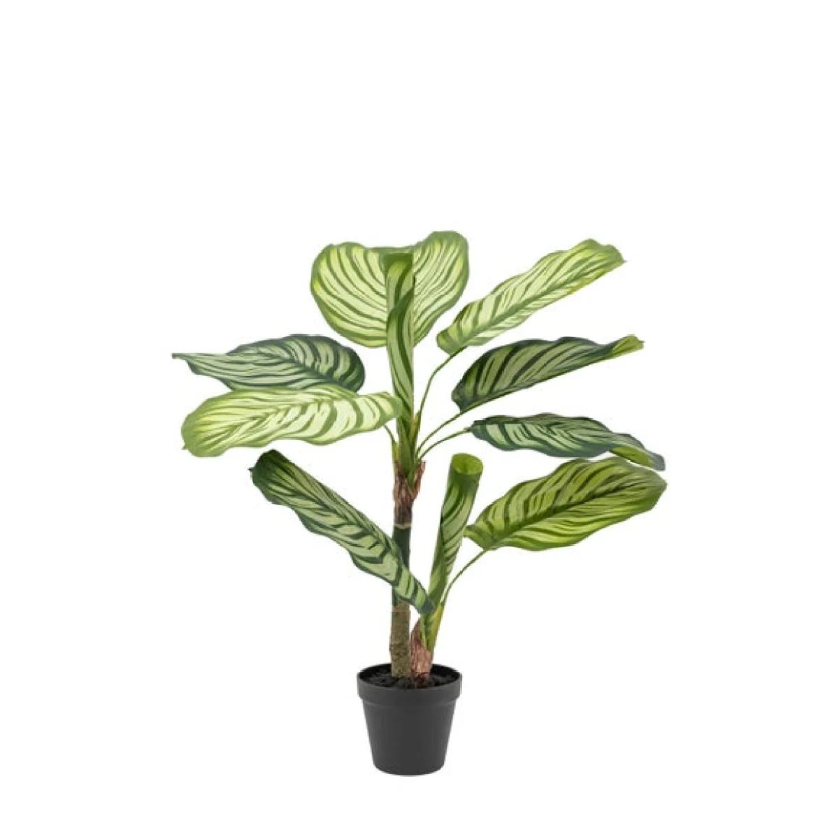 Cedar & Sage Artificial Small Calathea Leaf Tree in Black Plant Pot – image 3