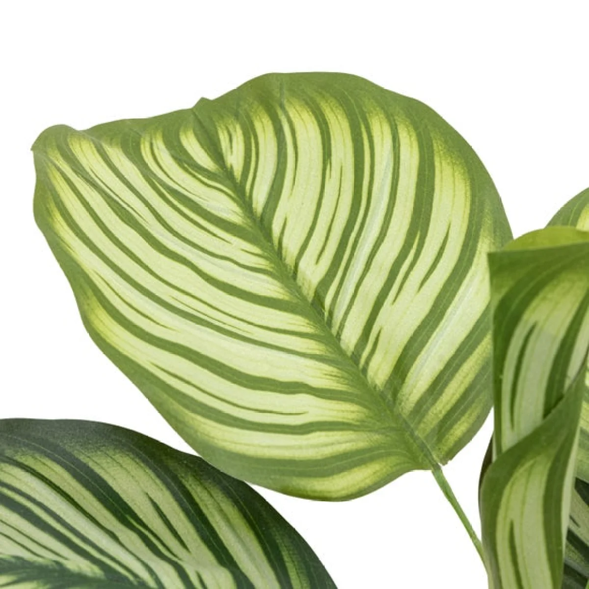 Cedar & Sage Artificial Small Calathea Leaf Tree in Black Plant Pot – image 4