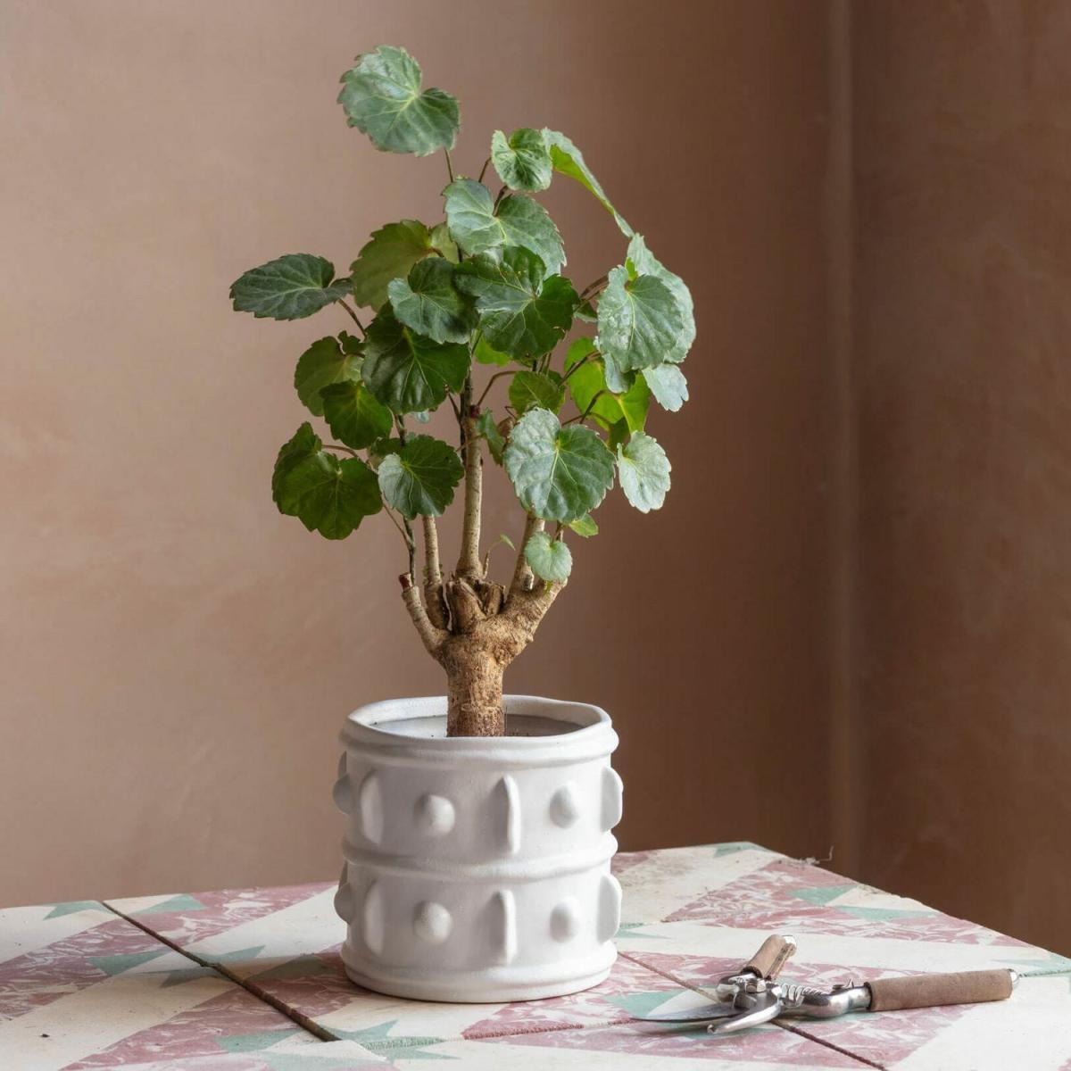 Graham and Green White Rustic Planter Small – image 3