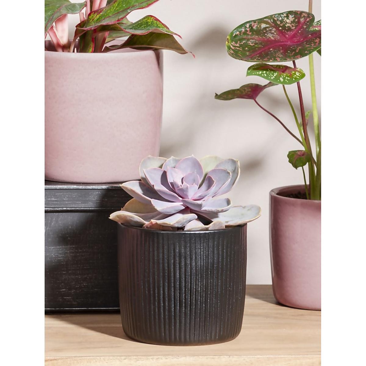 Black Ebano Plant Pot - 13cm – image 2