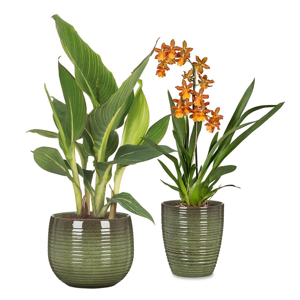 Jungle Green Plant Pot - 18cm – image 2