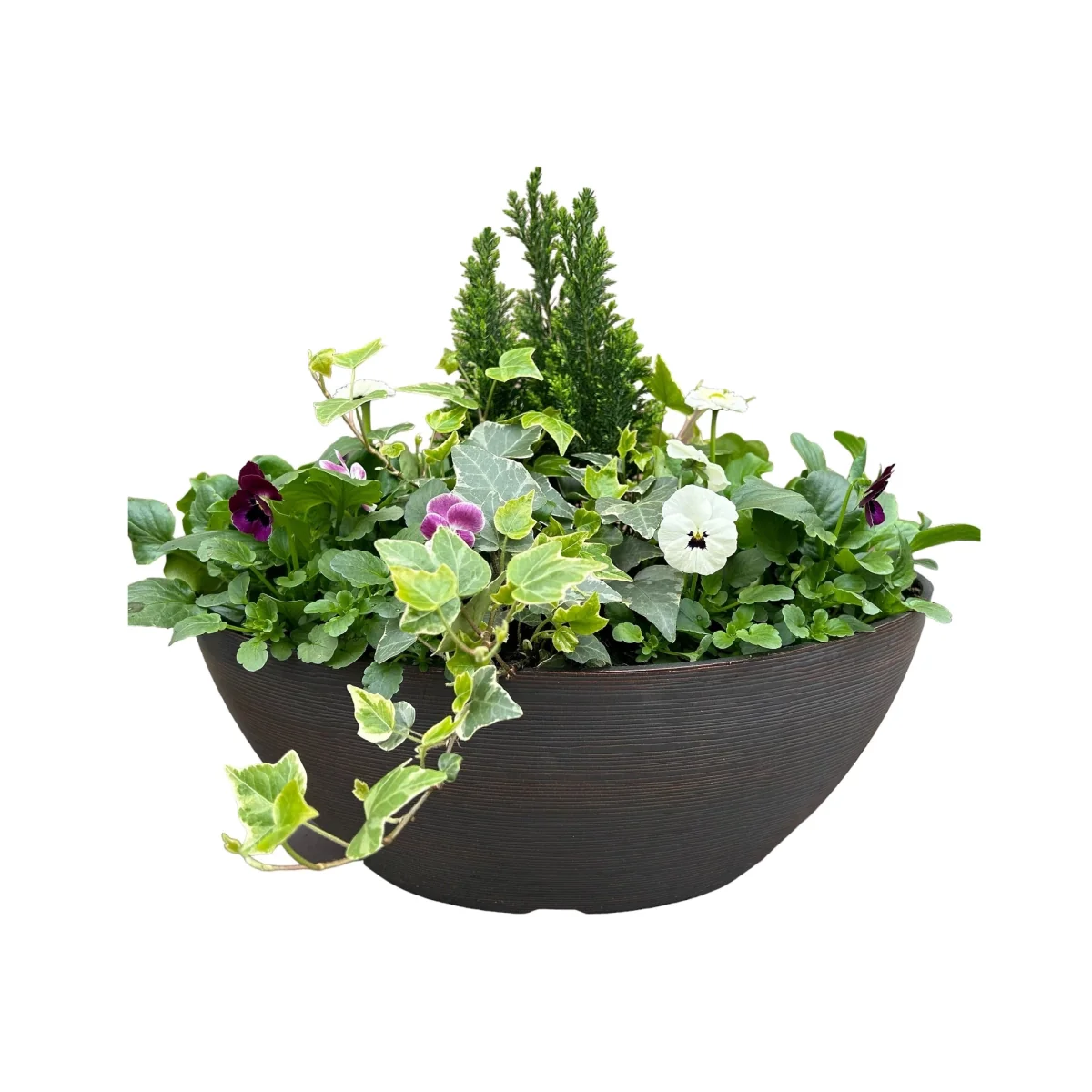Primrose mixed Urbana Boval Trough Planter 38cm Spring