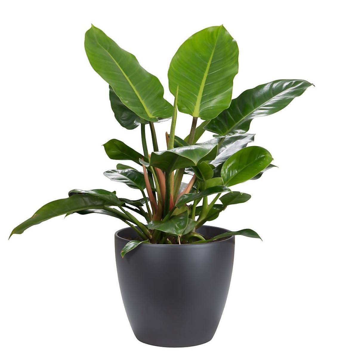 Black Anthracite Indoor Plant Pot - 33cm – image 2
