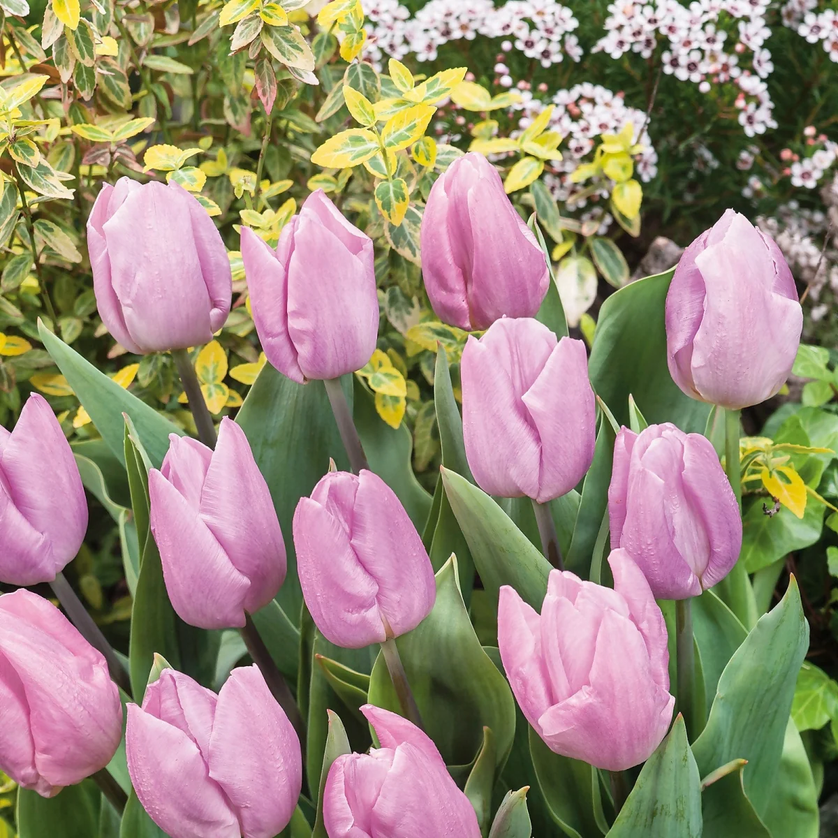 Tulip Collection Patio Planter 3L