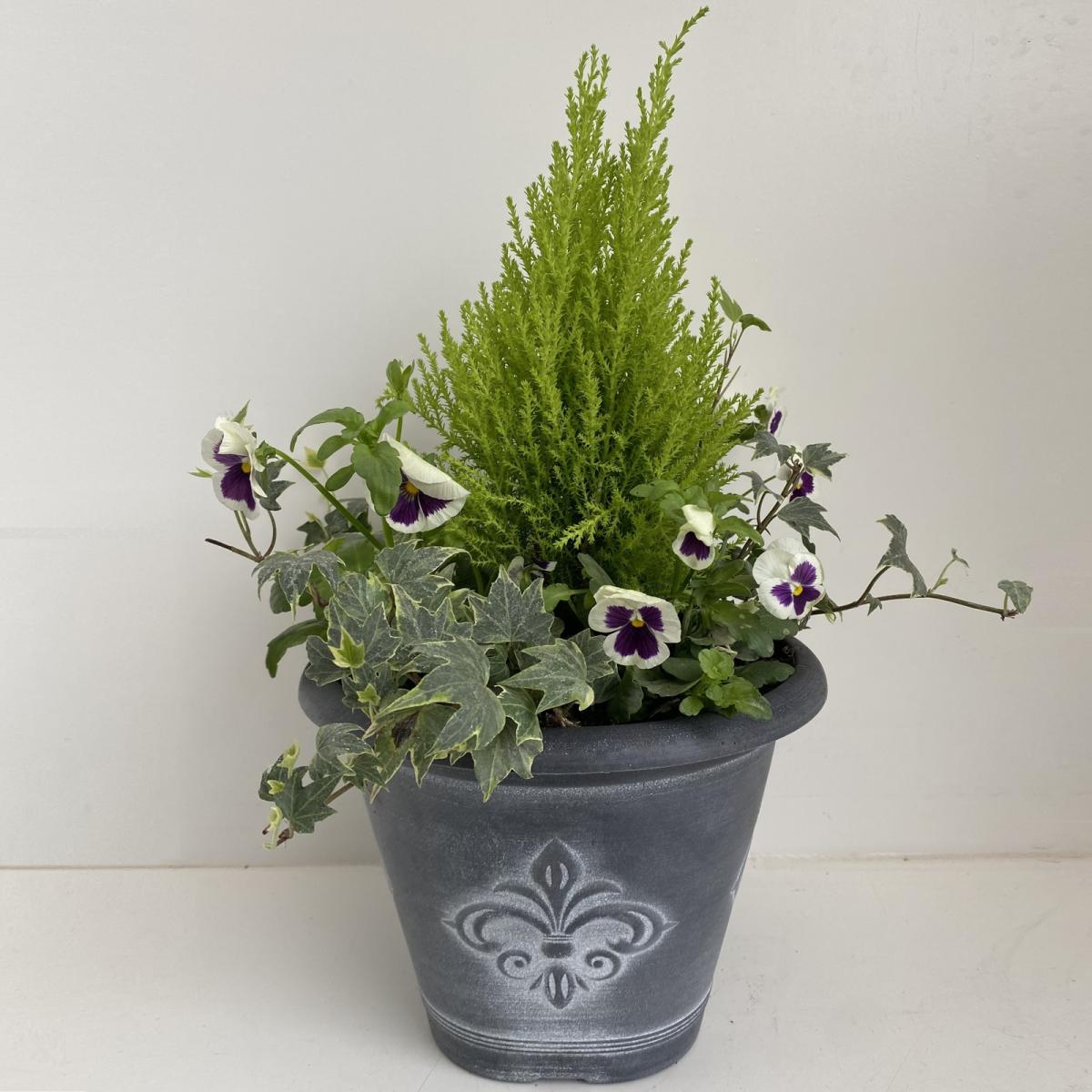 Planter Selection Autumn - 25cm