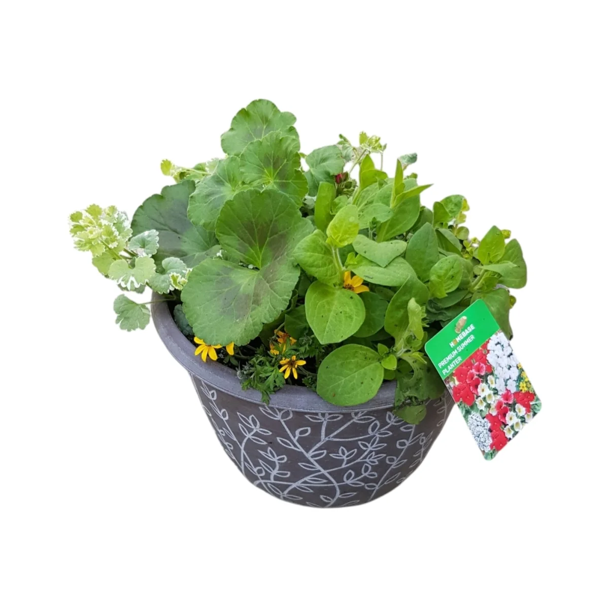 Mixed Premium Summer Planter 30cm