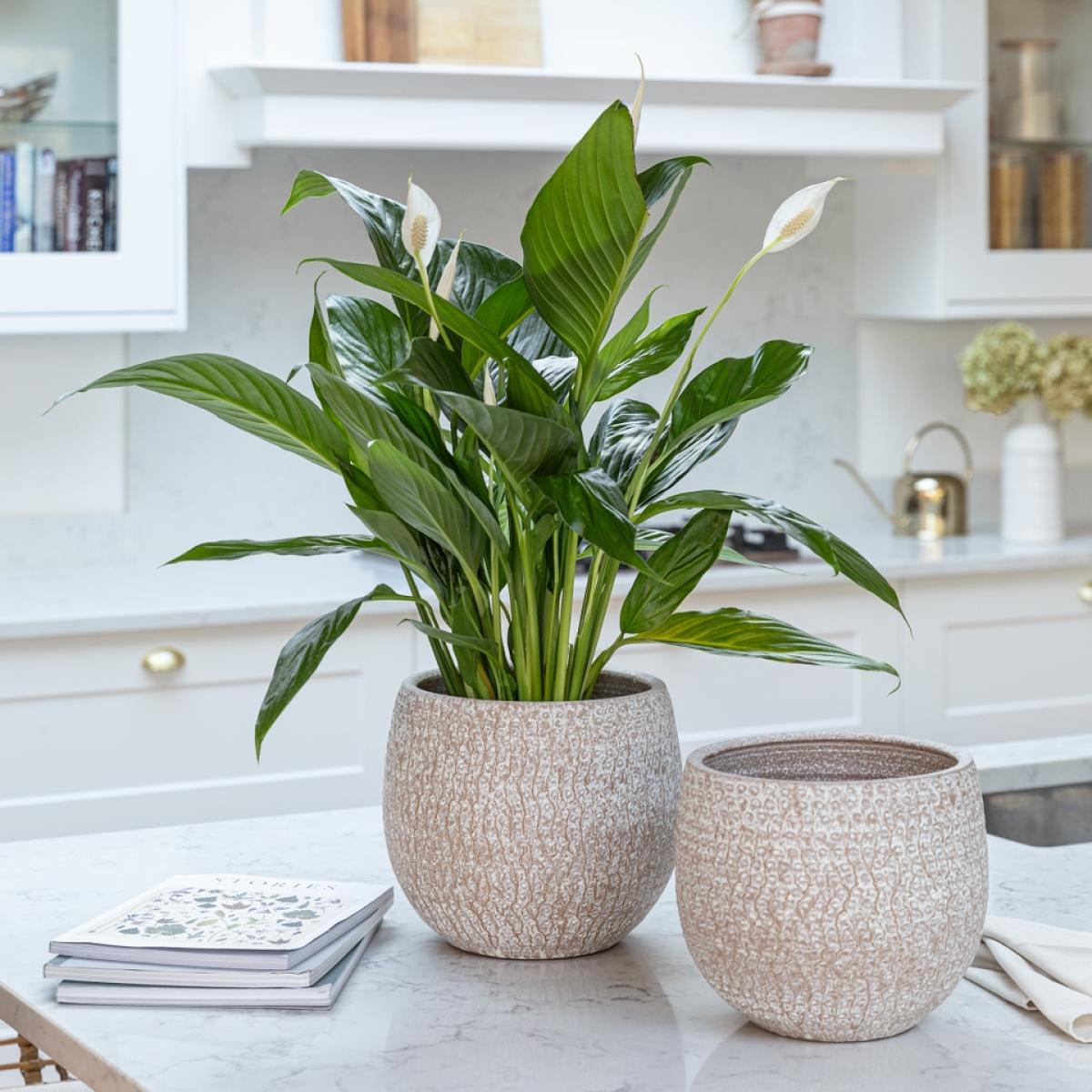 Ivyline Ostia Speckled Terracotta Indoor Planter - 21cm – image 2