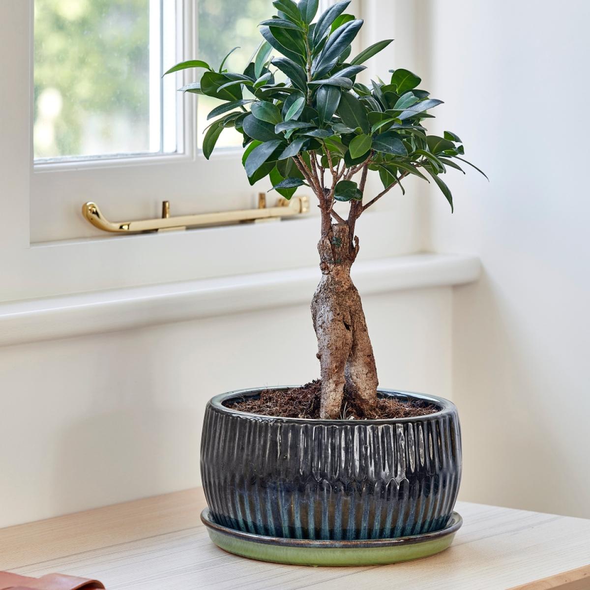 Ivyline Cement Emerald Bonsai Planter - 20.5cm – image 2