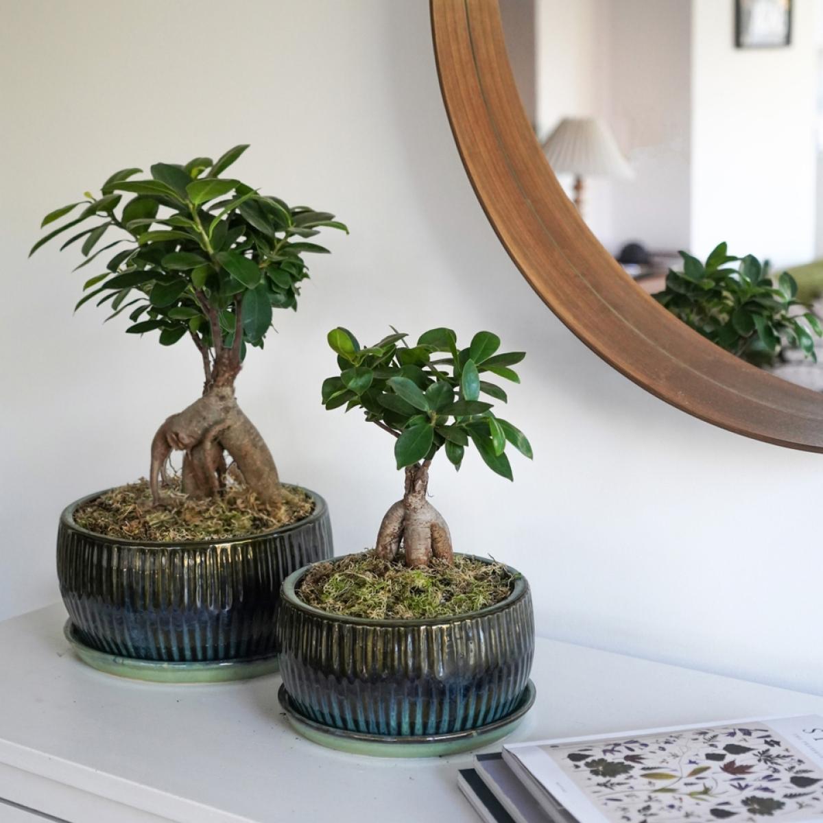 Ivyline Cement Emerald Bonsai Planter - 20.5cm – image 3