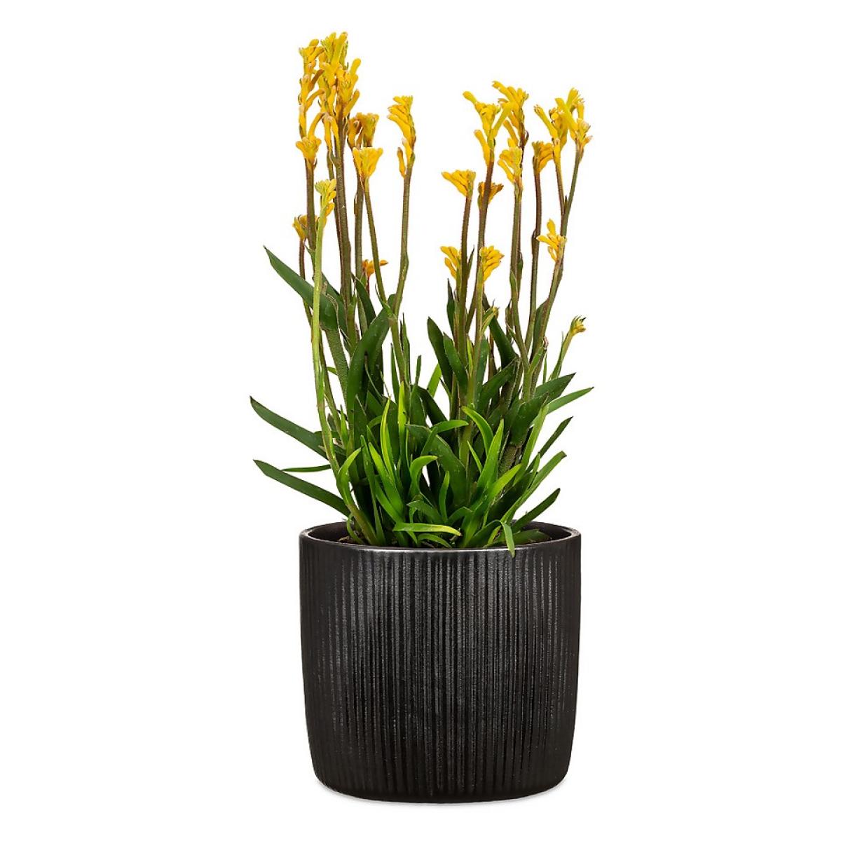 Black Ebano Plant Pot - 15cm – image 2