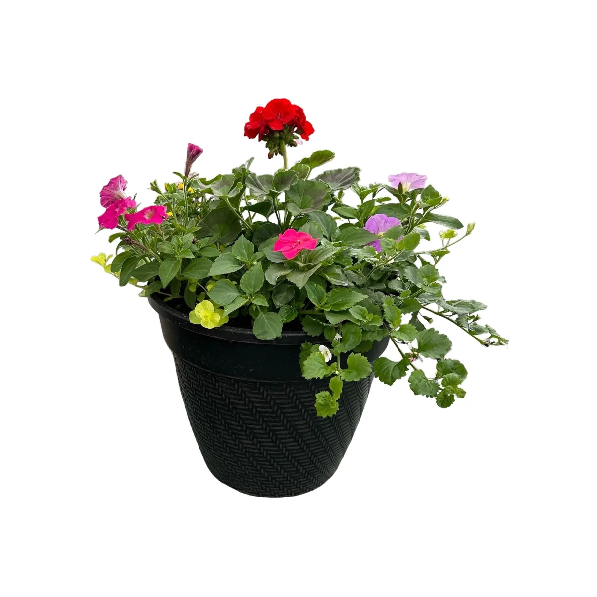 Rattan Effect Planter Assorted Planting mix - 30cm