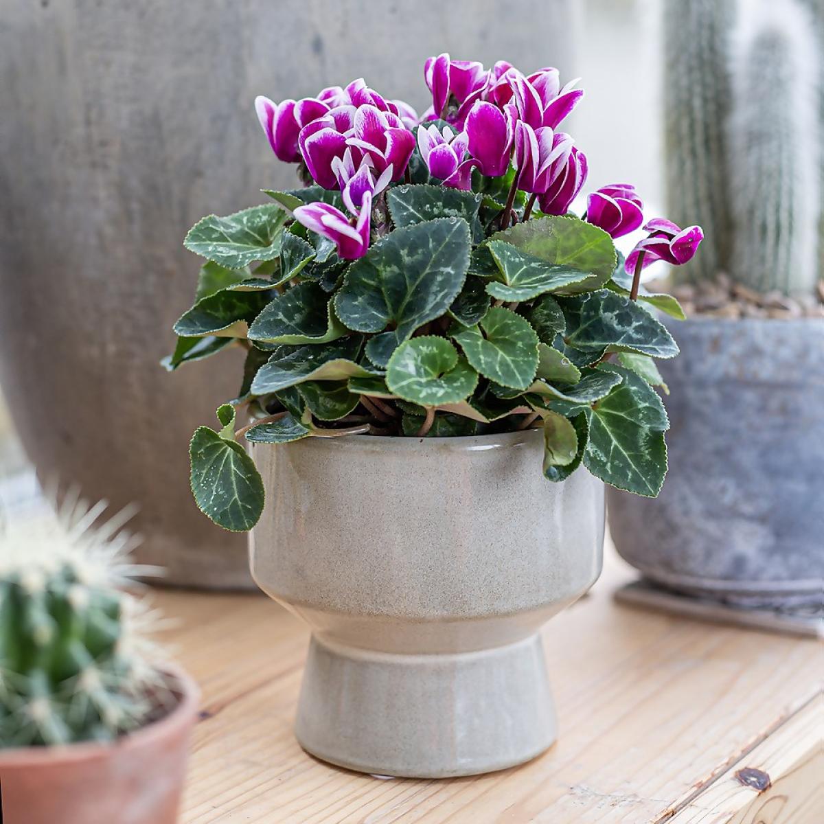 Chamfered Indoor Plant Pot - 13cm – image 6