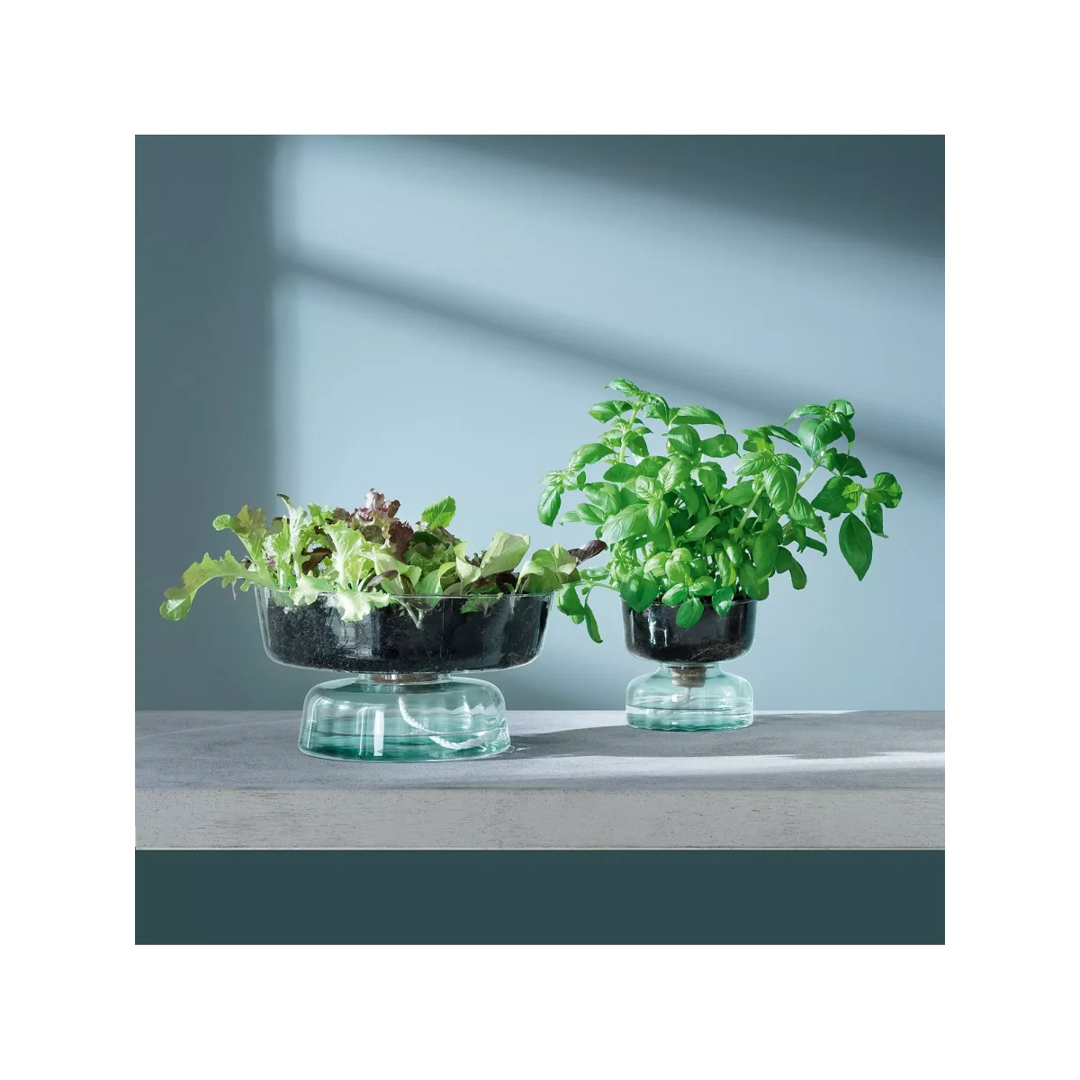 LSA International Canopy Self-Watering Planter, H14.5cm, Clear – image 4