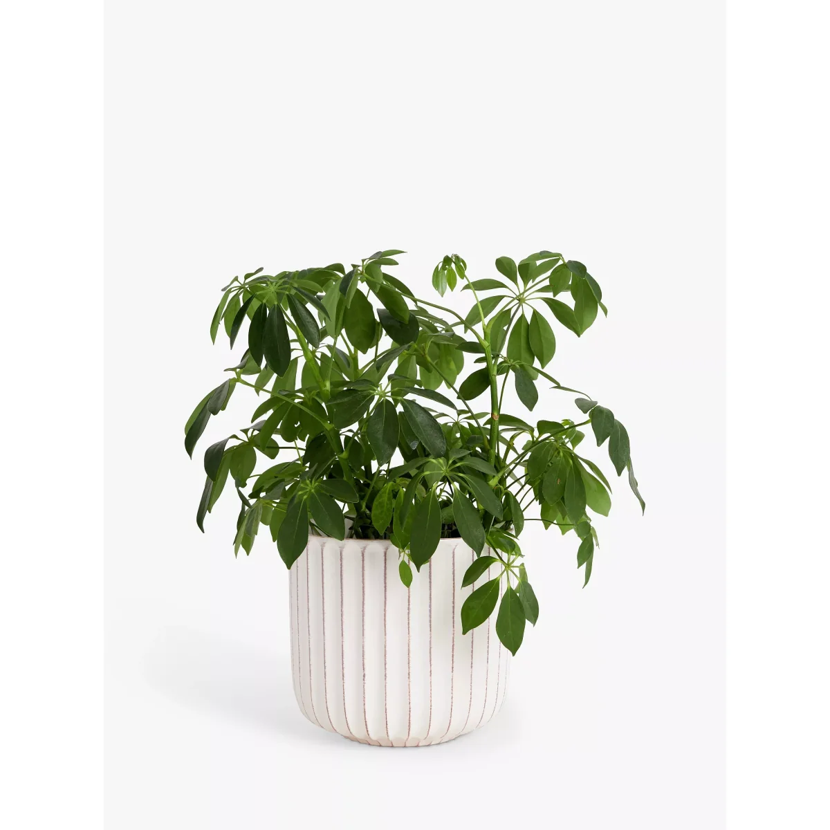 John Lewis Country Ribbed Earthenware Indoor Planter, 23cm, White – image 2