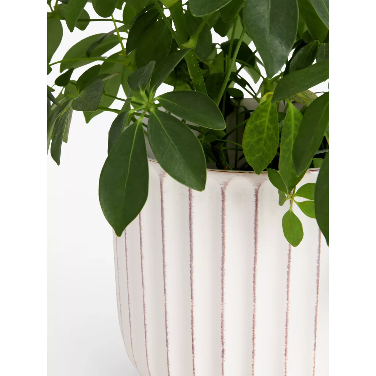 John Lewis Country Ribbed Earthenware Indoor Planter, 23cm, White – image 3