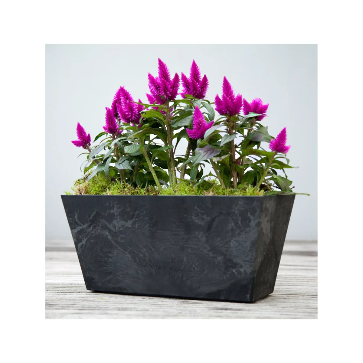 Ivyline Ella Balcony Trough Planter, 55cm, Black – image 4