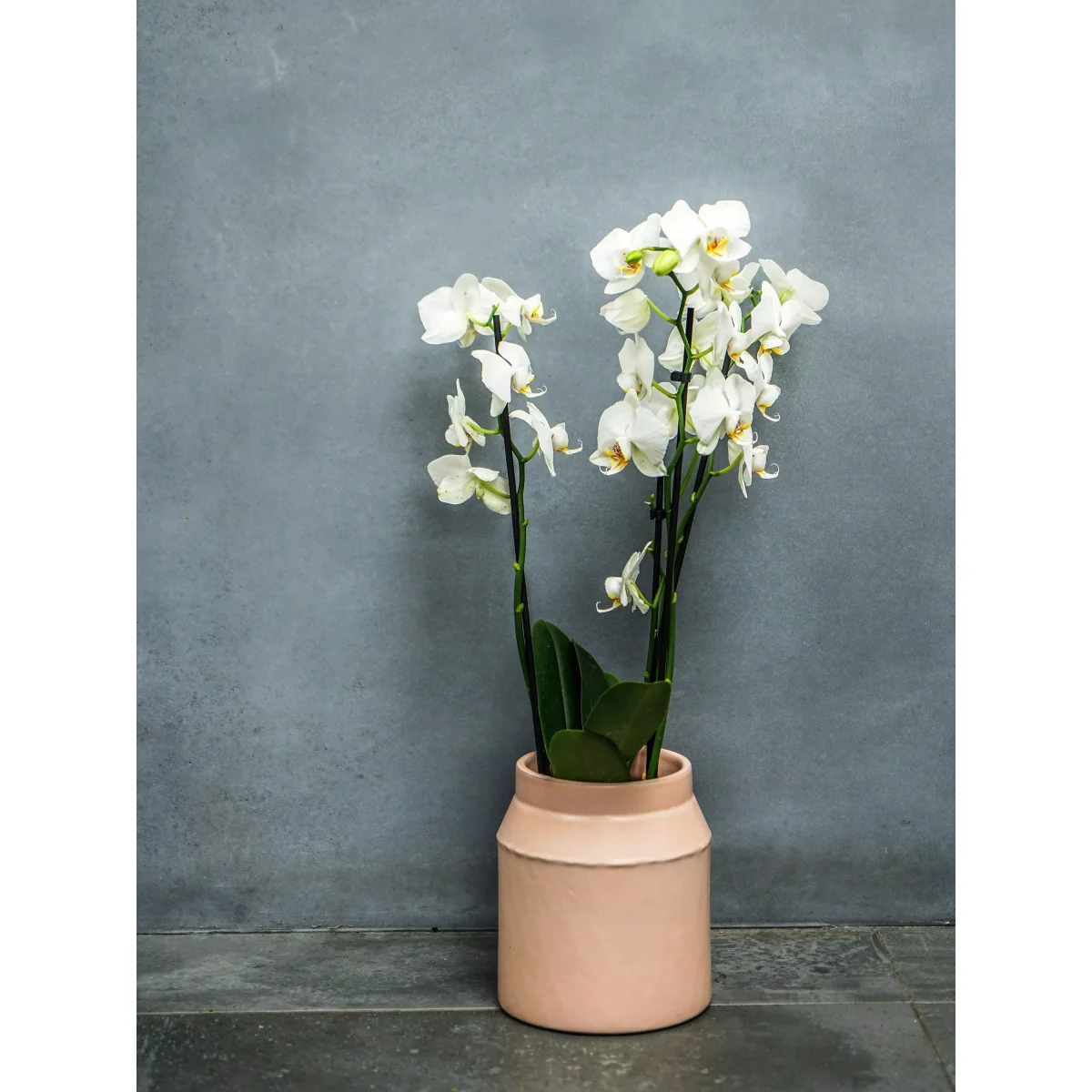 Ivyline Alba Indoor Cement Planter, Large – image 2