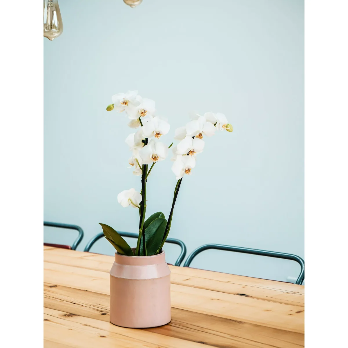 Ivyline Alba Indoor Cement Planter, Large – image 3