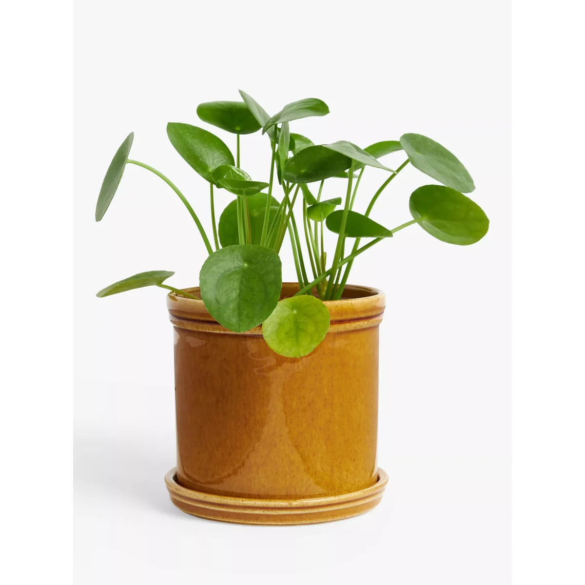 John Lewis Classic Glazed Stoneware Planter, Honey – image 2