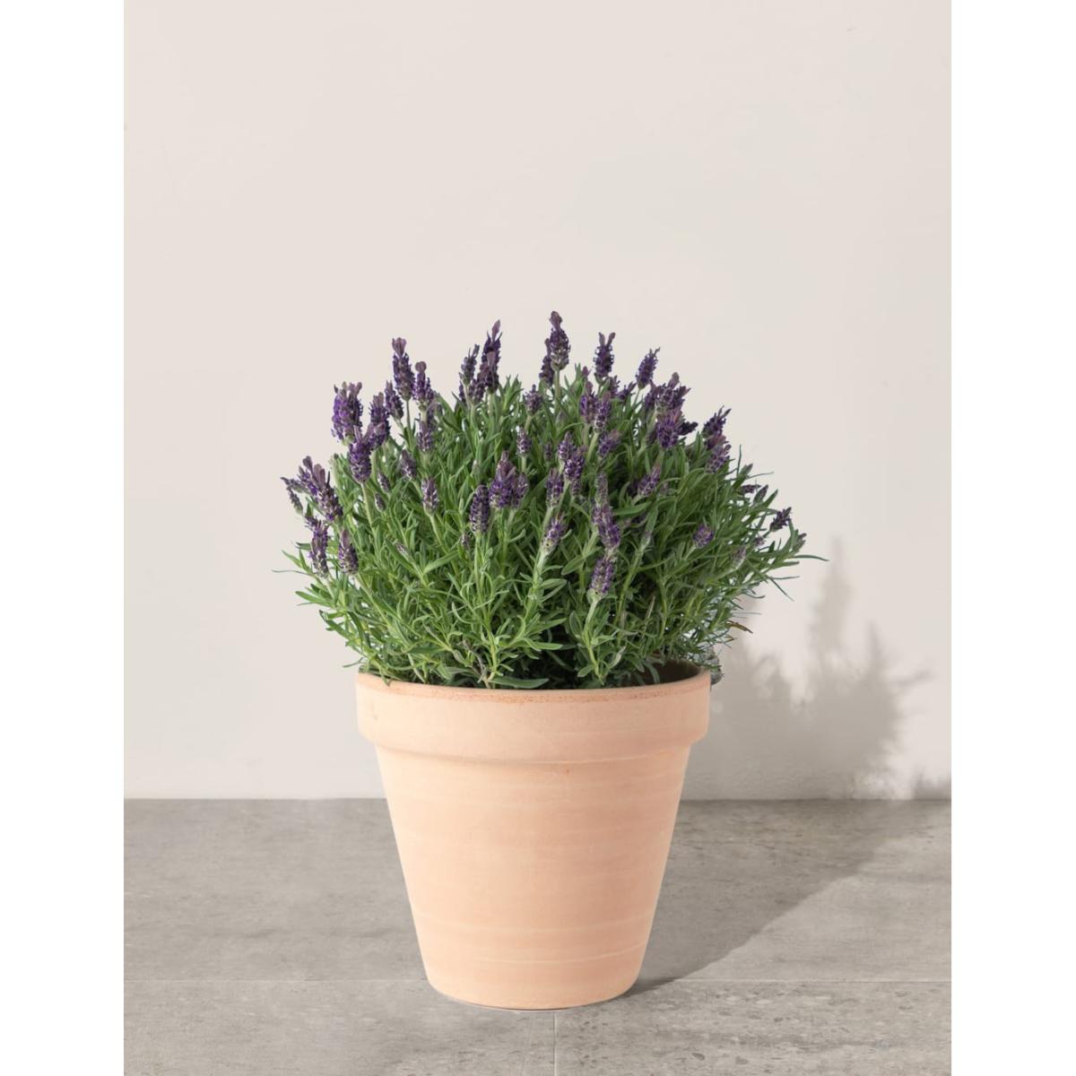 M&SButterflyLavenderPlanter – image 2