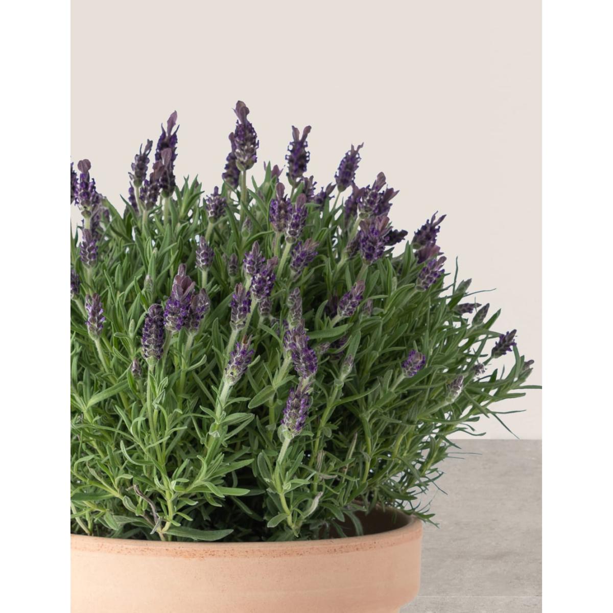 M&SButterflyLavenderPlanter – image 3