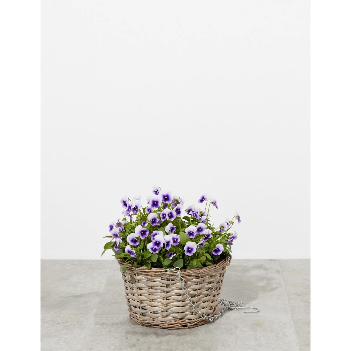 M&S Hanging Basket – image 2
