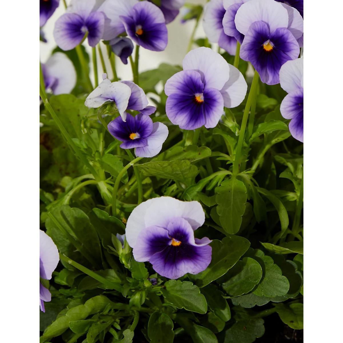 M&S Hanging Basket – image 4
