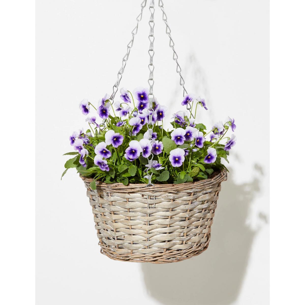 M&S Hanging Basket – image 5