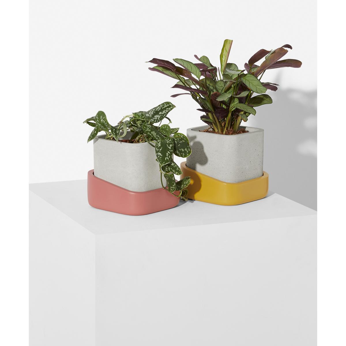 Hase Set of 2 Concrete Planters, Pink & Mustard – image 3