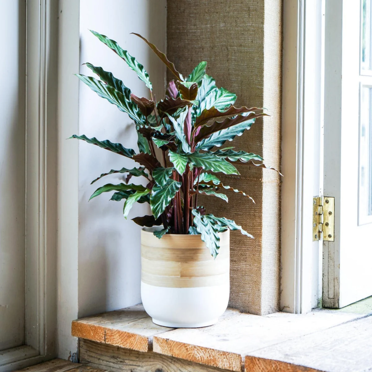 Ivyline Bamboo Planter in White