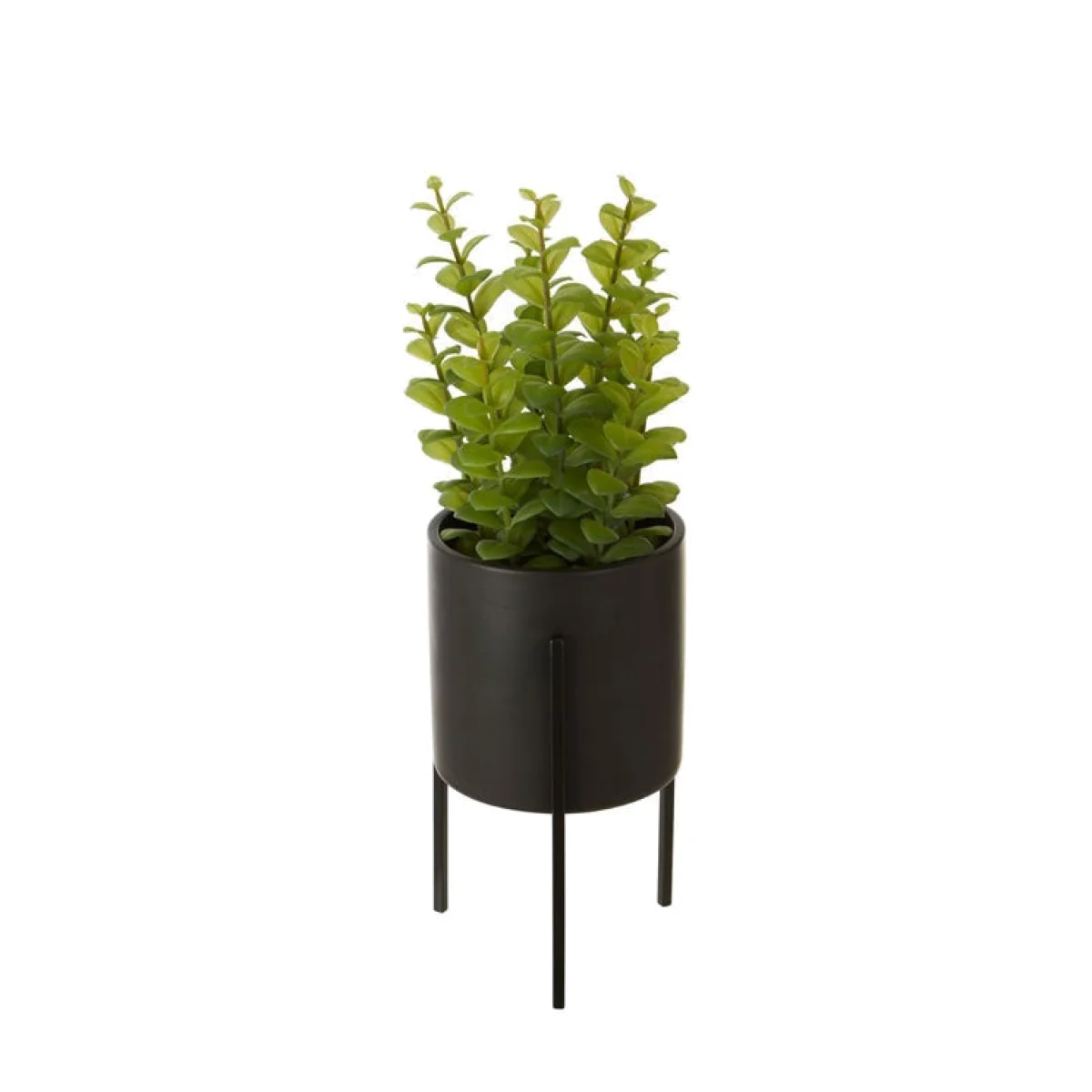 Olivia's Freda Planter Thyme