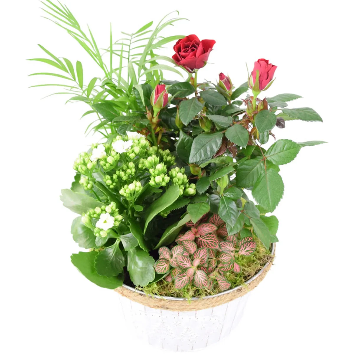 Christmas Indoor Plant Display - Festive Zinc Planter with Seasonal Plants - Green, Red, White – image 2