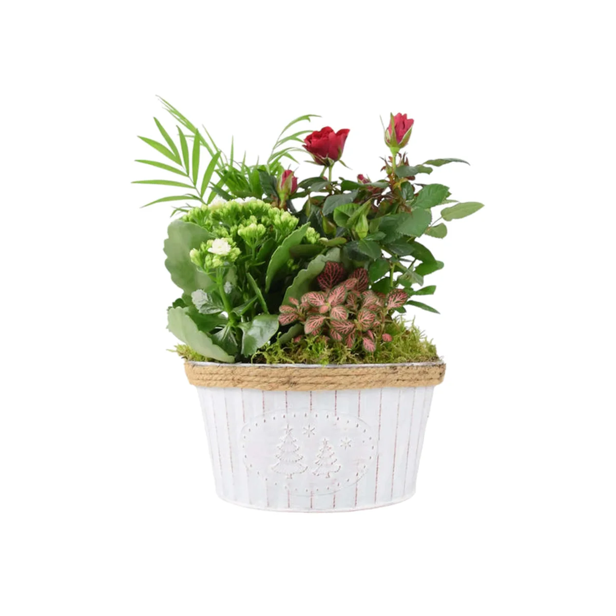 Christmas Indoor Plant Display - Festive Zinc Planter with Seasonal Plants - Green, Red, White – image 1