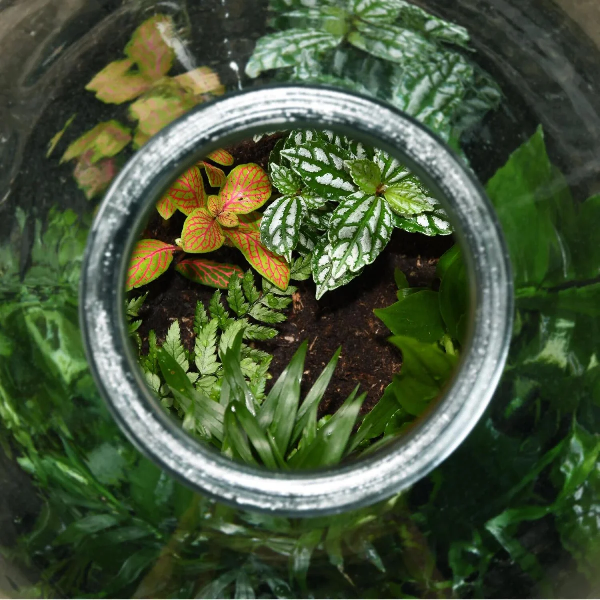Terrarium Bottle Large 10L - Clear – image 2