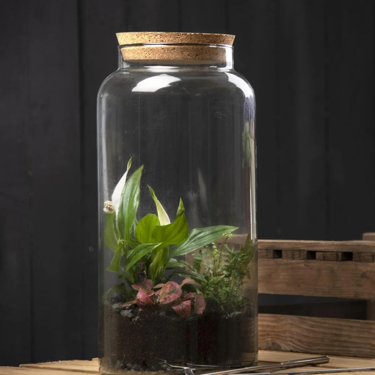 Terrarium Bottle Large 10L - Clear – image 3