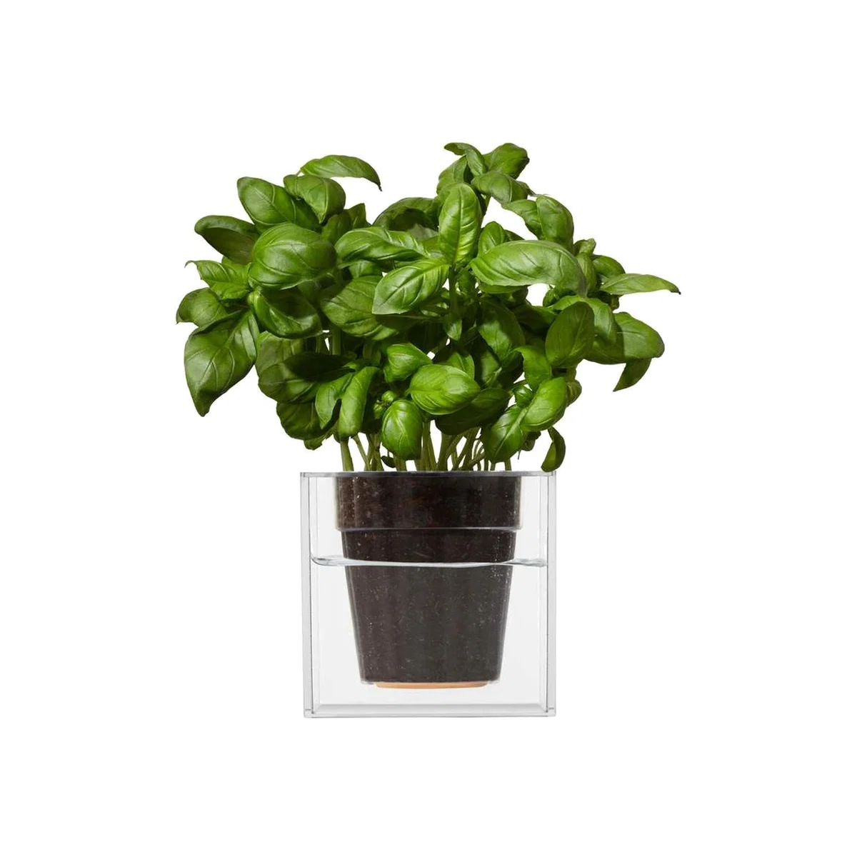 Clear Transparent Small Cube Planter – image 1