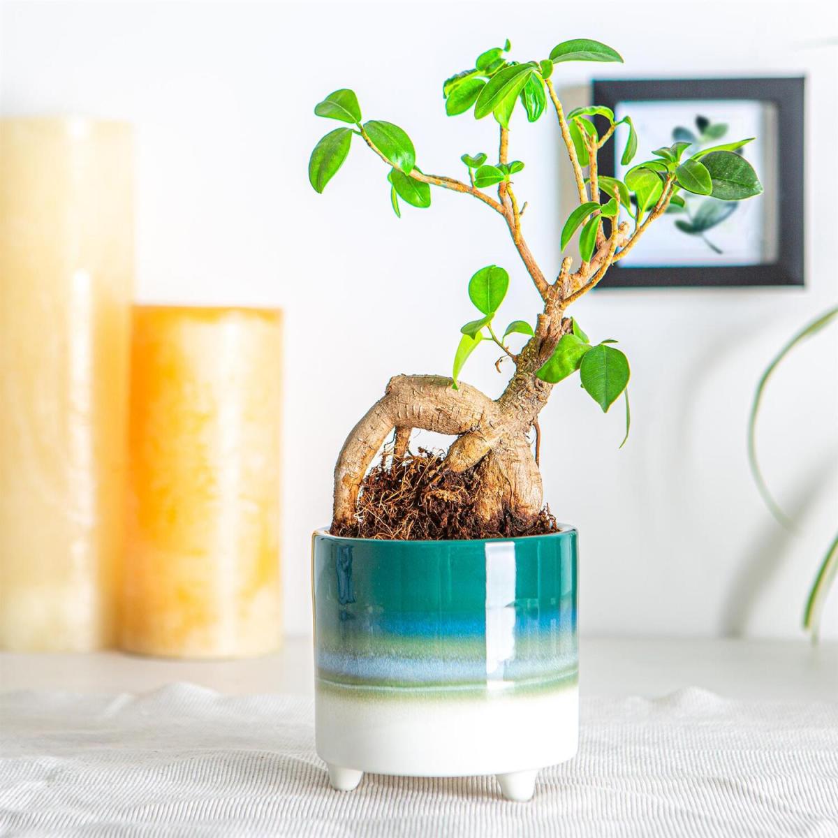 10.5cm Reactive Glaze Footed Plant Pot Pack of 3 - Emerald – image 2