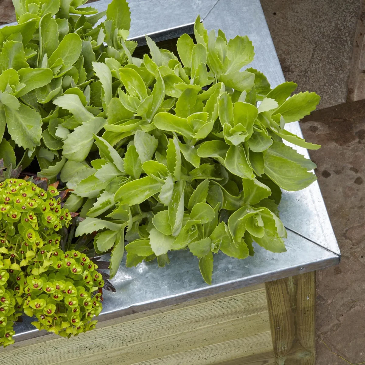 Cambridge Planter - 150cm – image 3