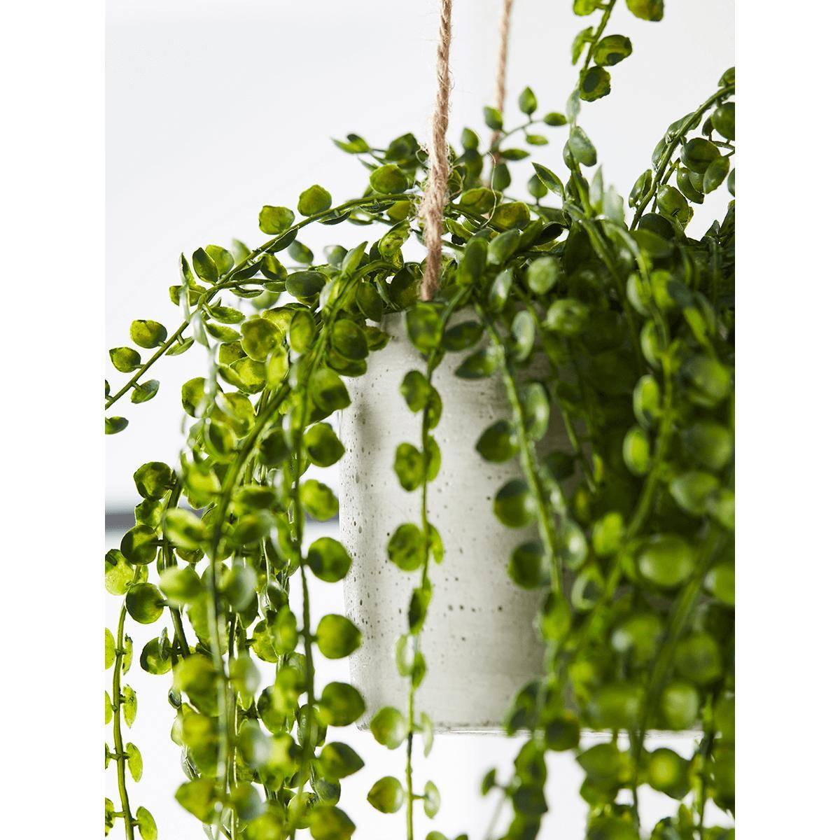 NEW Faux Hanging Senecio – image 3